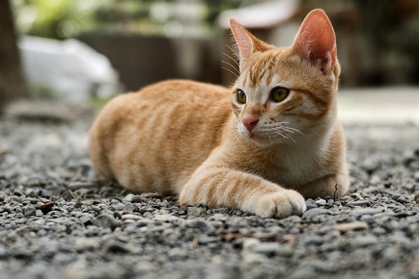 Essential Strategies for Cat-Proofing Your Home: Safeguard Against Accidents and Injuries