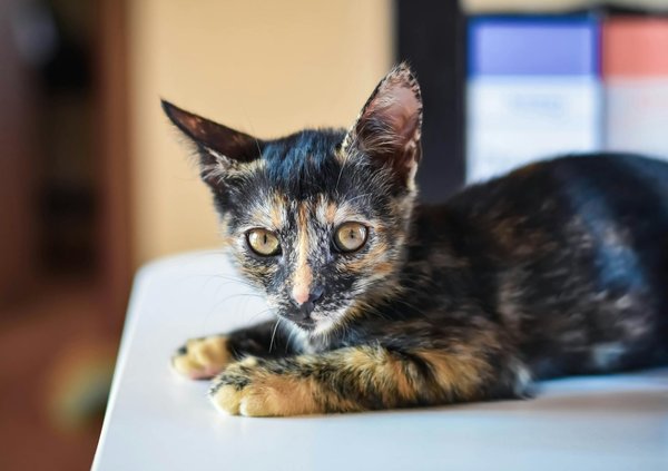 Mastering Water Retrieval: Top Techniques for Training Your Nova Scotia Duck Tolling Retriever