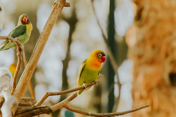 Exploring the Benefits and Drawbacks of the UK"s Badger Cull: A Comprehensive Analysis