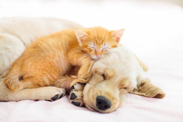 Improve health of pets: natural approaches for healthier companions
